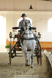 International Equestrian Congress - Horse in...