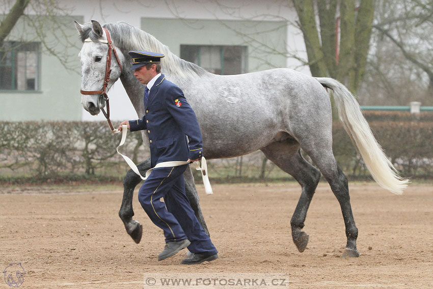 19.3.2016 - Přehlídka koní určených k prodeji NH Kladruby