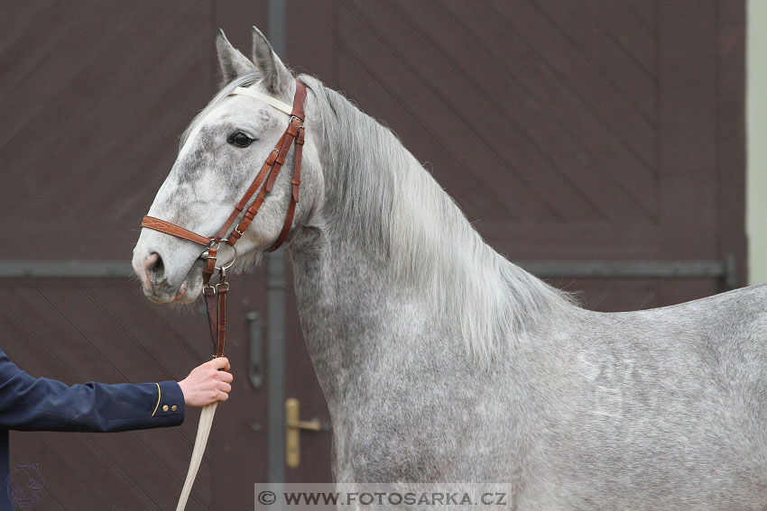 19.3.2016 - Přehlídka koní určených k prodeji NH Kladruby