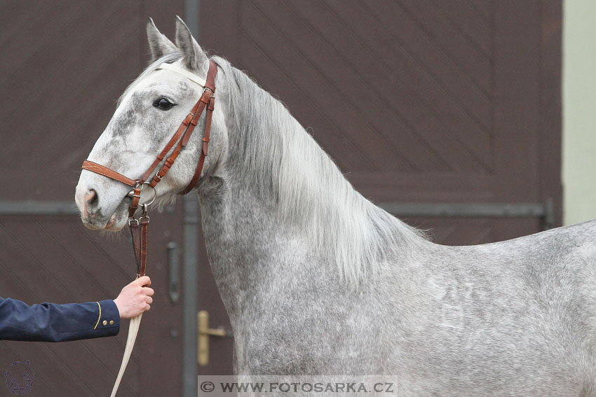 19.3.2016 - Přehlídka koní určených k prodeji NH Kladruby