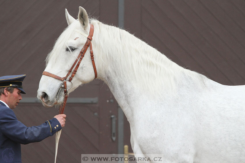 19.3.2016 - Přehlídka koní určených k prodeji NH Kladruby