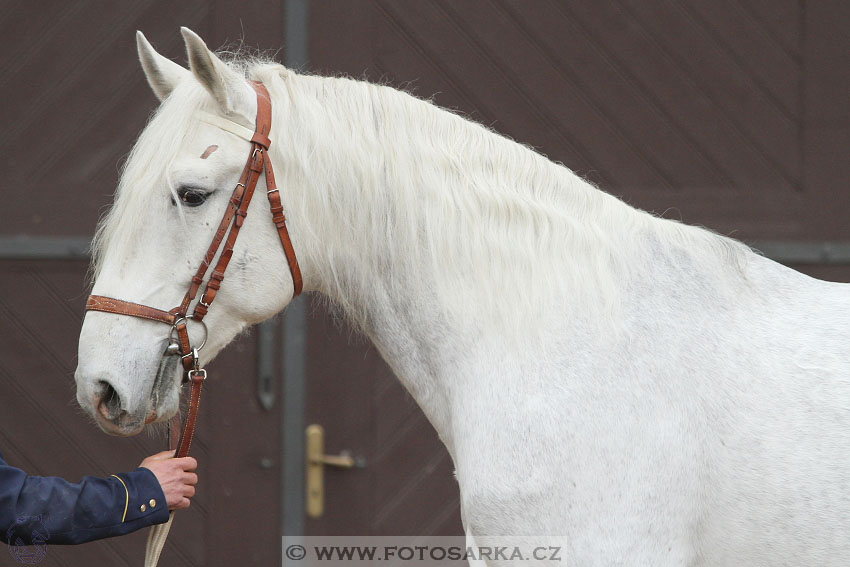 19.3.2016 - Přehlídka koní určených k prodeji NH Kladruby