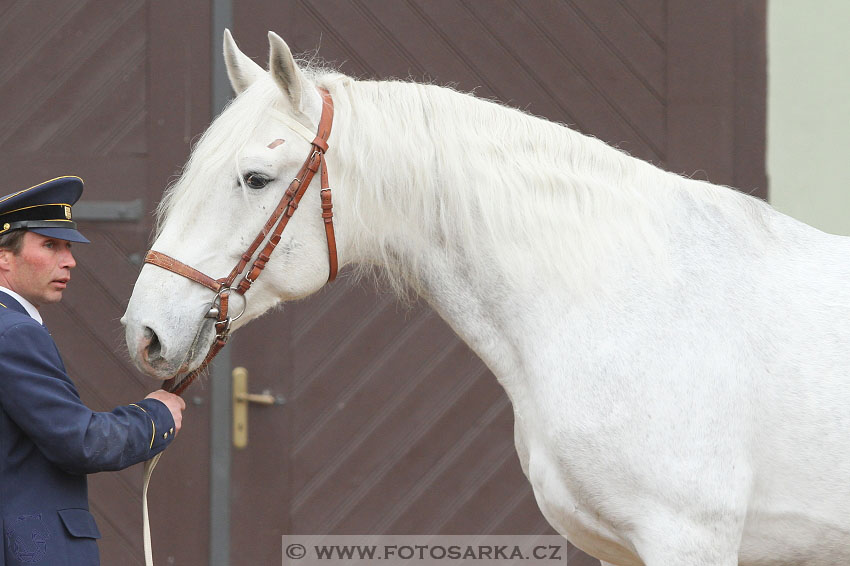 19.3.2016 - Přehlídka koní určených k prodeji NH Kladruby