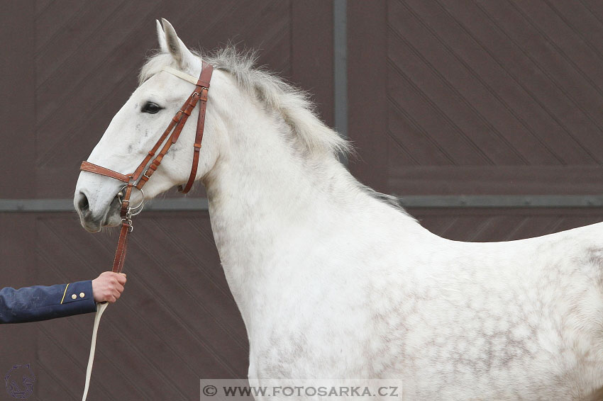 19.3.2016 - Přehlídka koní určených k prodeji NH Kladruby