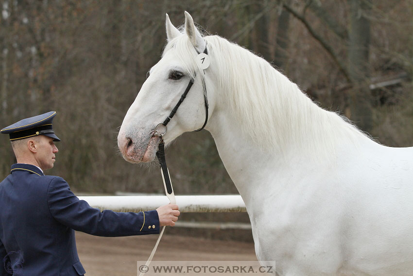 19.3.2016 - Přehlídka koní určených k prodeji NH Kladruby