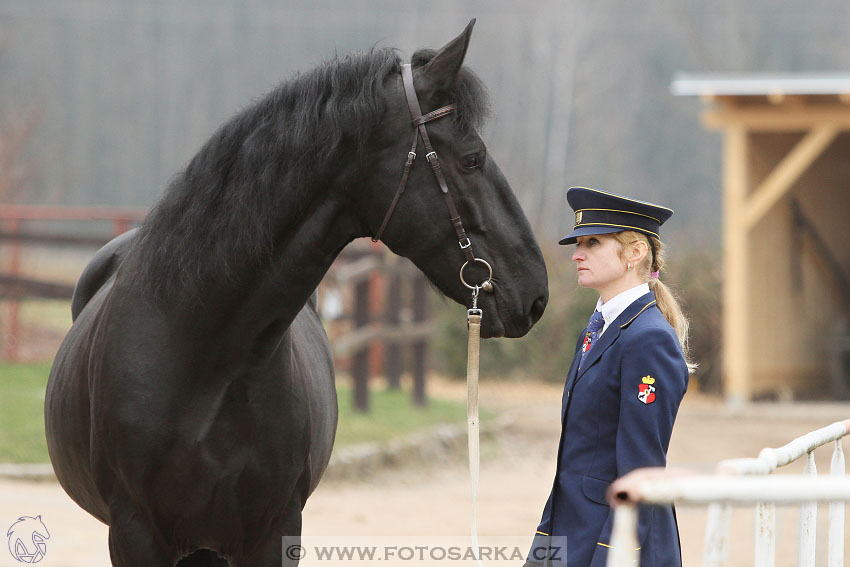 19.3.2016 - Přehlídka koní určených k prodeji NH Kladruby