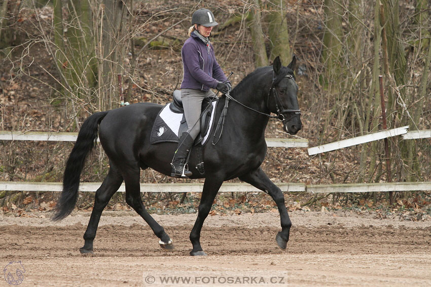 19.3.2016 - Přehlídka koní určených k prodeji NH Kladruby