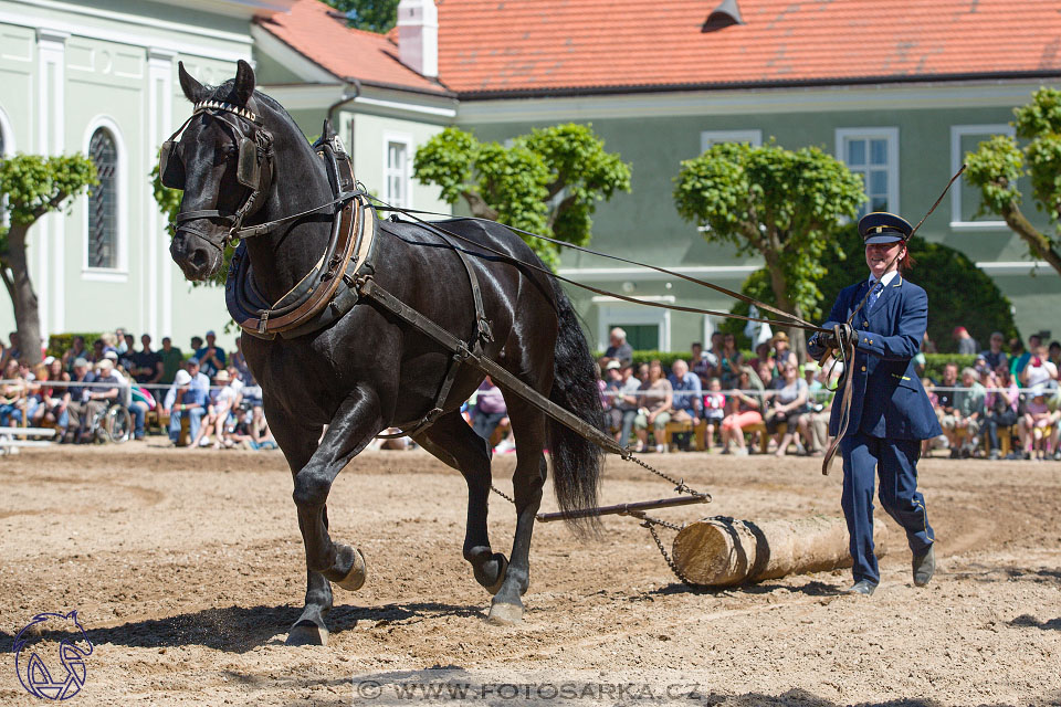 27.5.2017 - Den starokladrubského koně