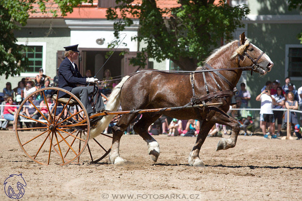 27.5.2017 - Den starokladrubského koně