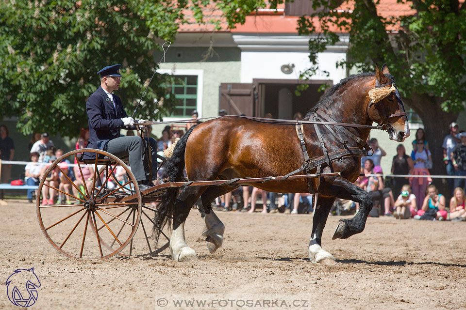 27.5.2017 - Den starokladrubského koně