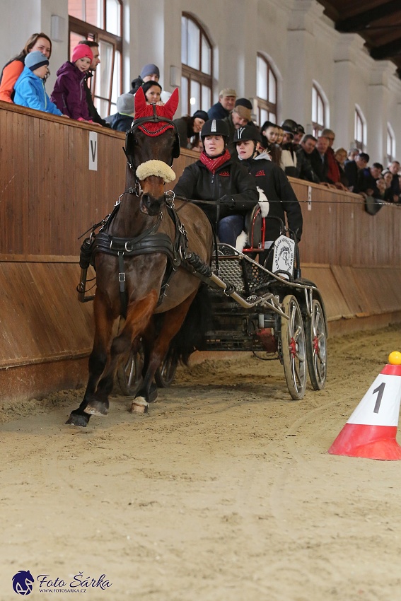 Brno 2019 - spřežení