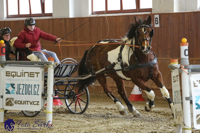 Brno 2019 - spřežení