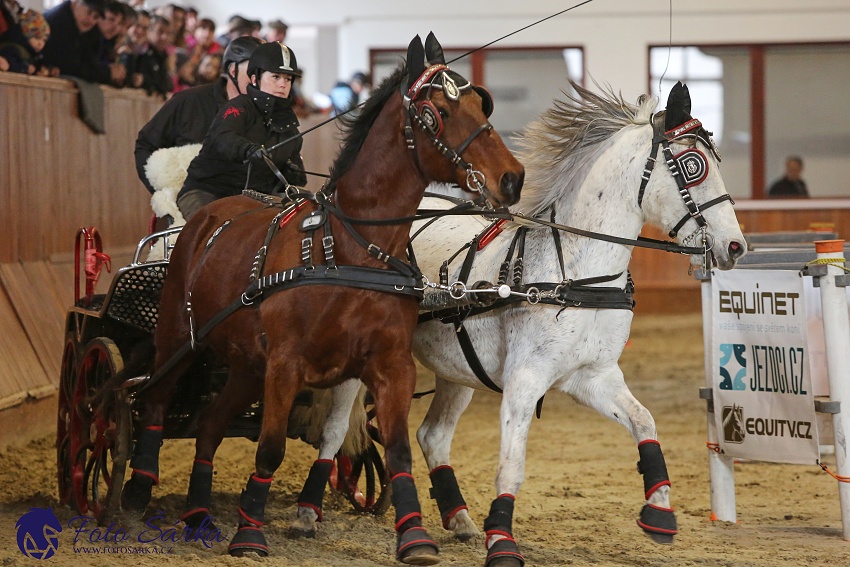 Brno 2019 - spřežení