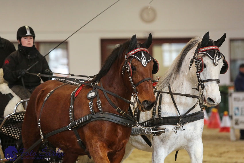 Brno 2019 - spřežení