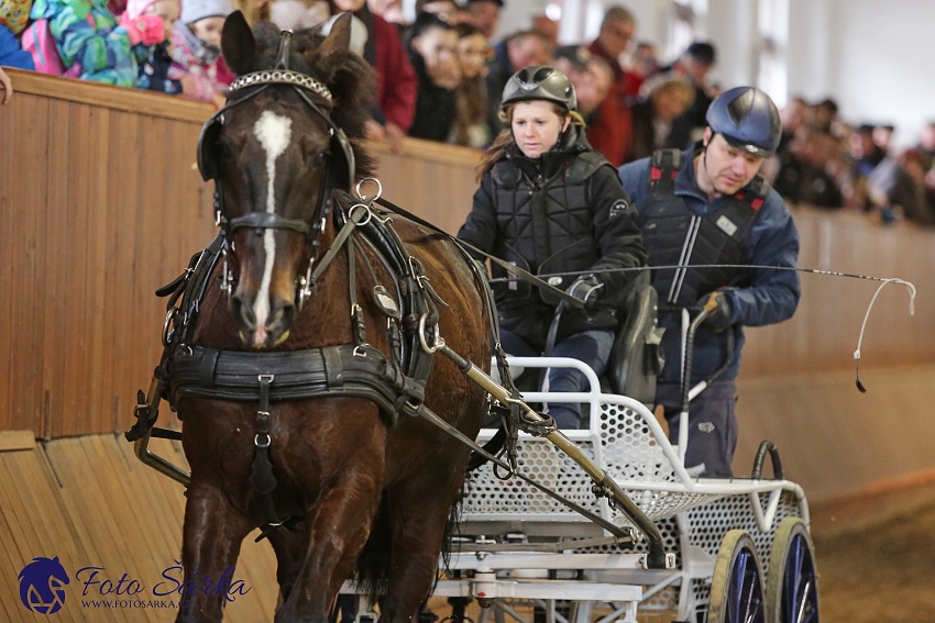 Brno 2019 - spřežení