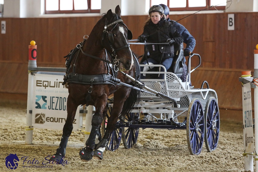 Brno 2019 - spřežení