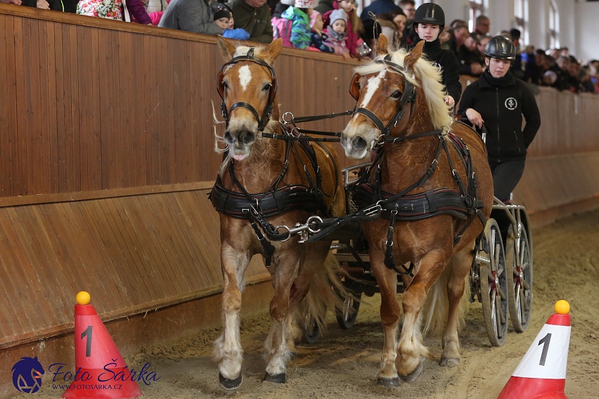 Brno 2019 - spřežení