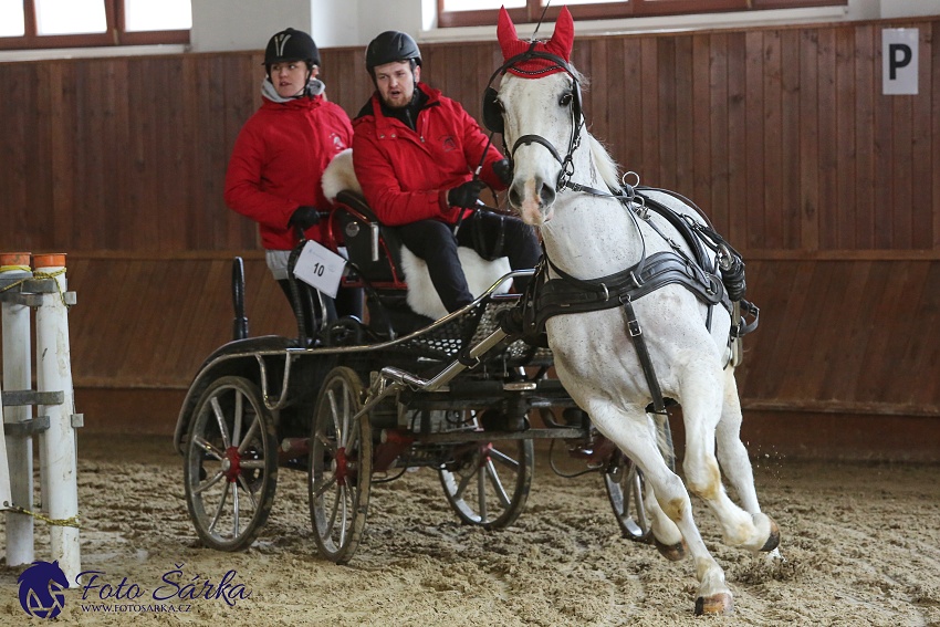 Brno 2019 - spřežení