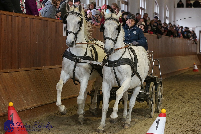 Brno 2019 - spřežení