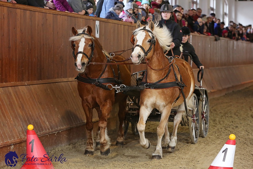 Brno 2019 - spřežení