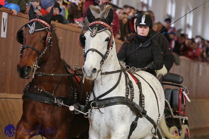 Brno 2019 - spřežení