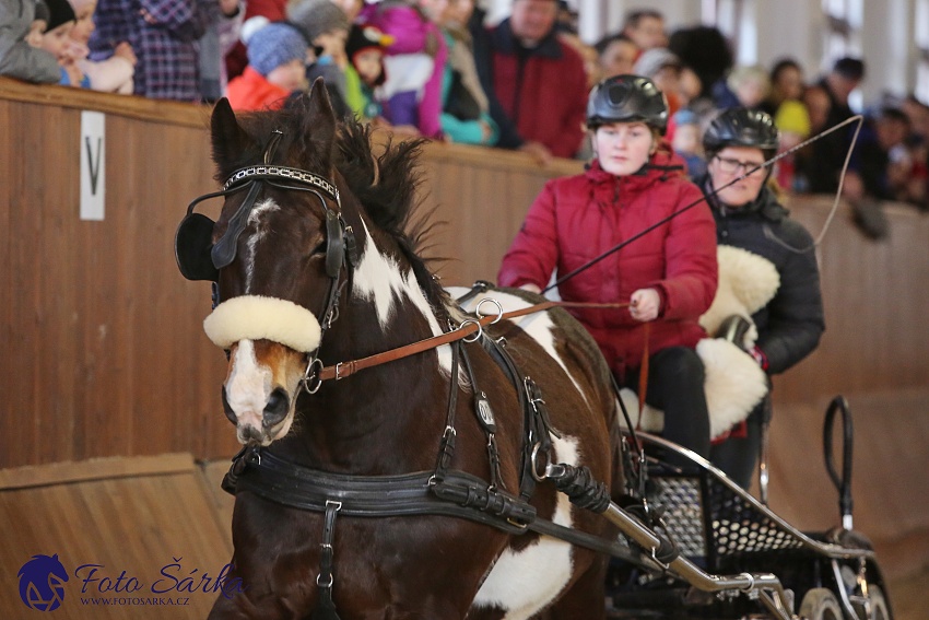 Brno 2019 - spřežení