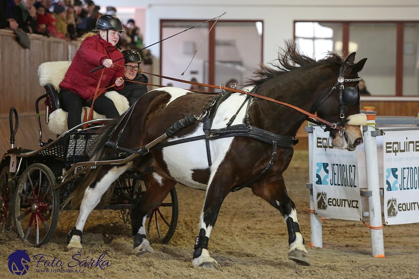 Brno 2019 - spřežení