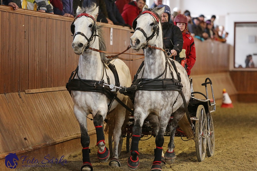 Brno 2019 - spřežení