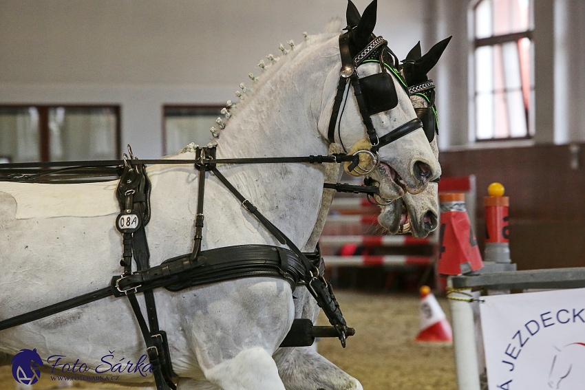 Brno 2019 - spřežení