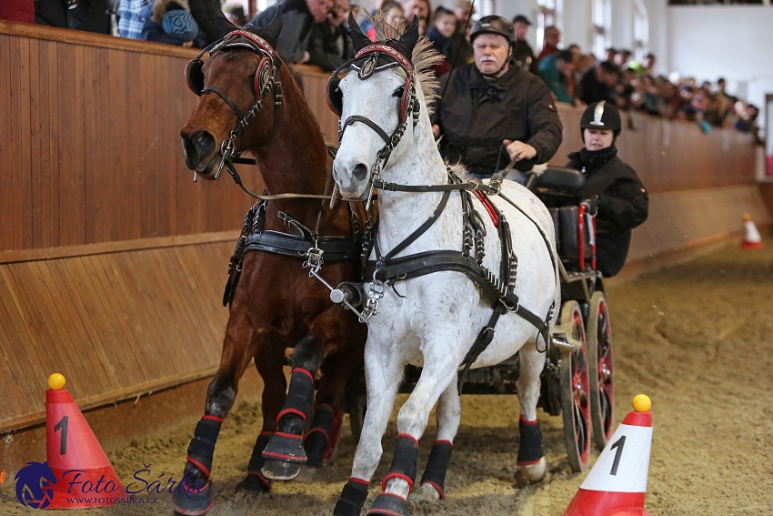 Brno 2019 - spřežení