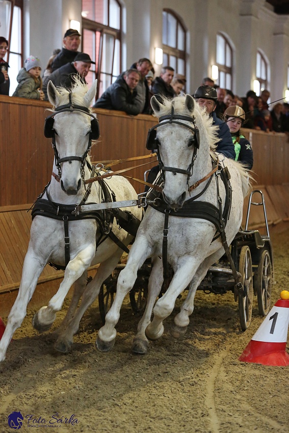 Brno 2019 - spřežení