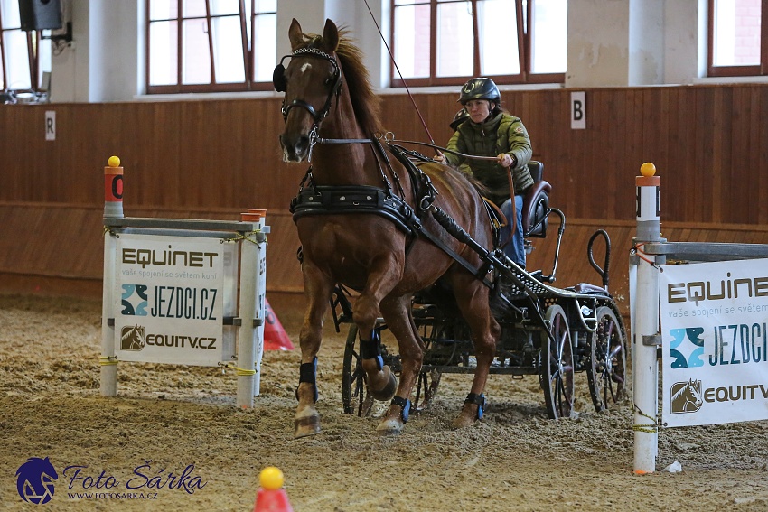 Brno 2019 - spřežení