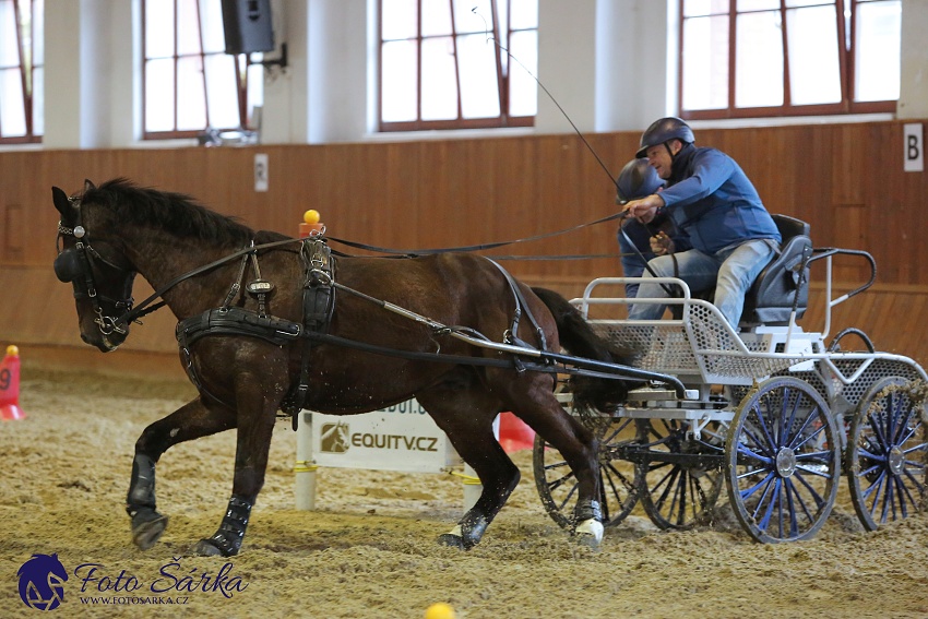 Brno 2019 - spřežení