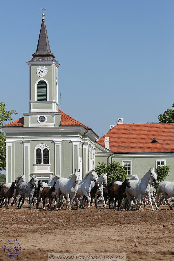 Den starokladrubského koně