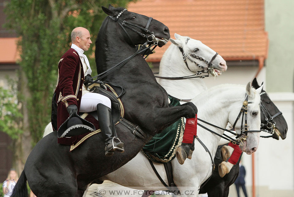 Den starokladrubského koně