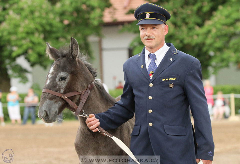 Den starokladrubského koně