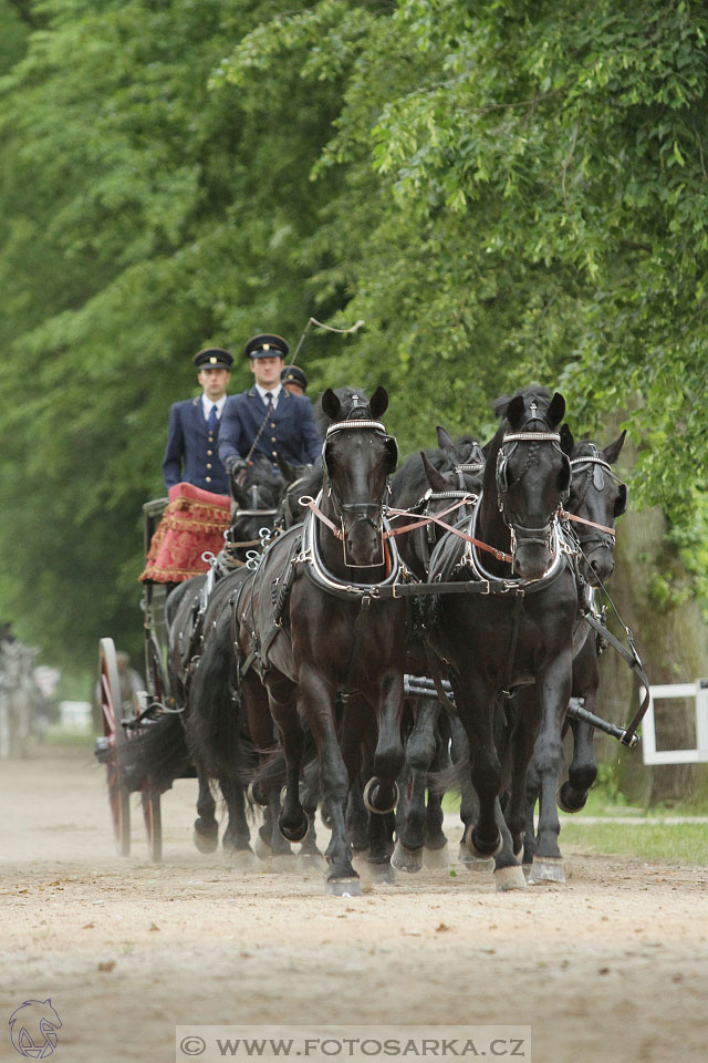 Den starokladrubského koně