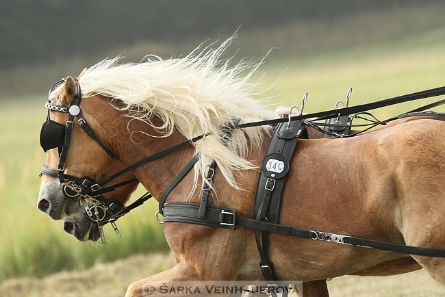 Dvojspřeží pony