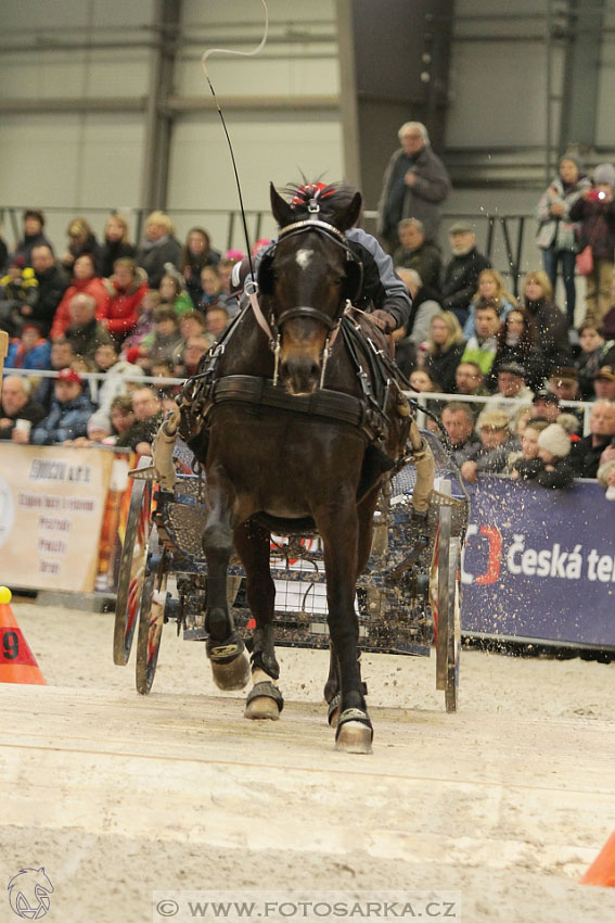 Halové závody spřežení - Lysá nad Labem