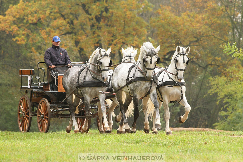 Hřebci v NH Kladruby