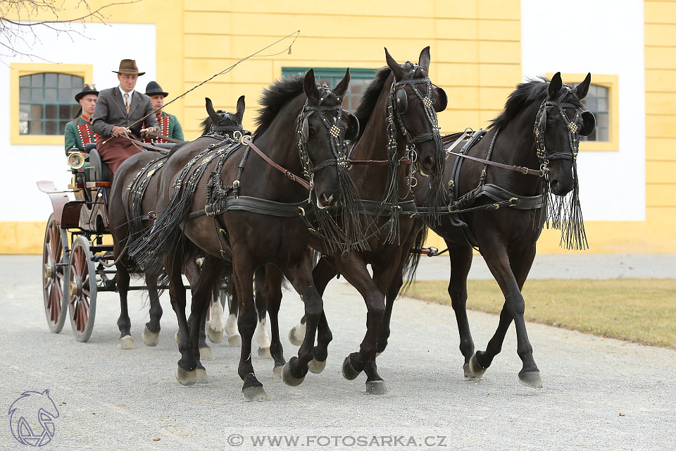 International Equestrian Congress - Horse in Sport 2017