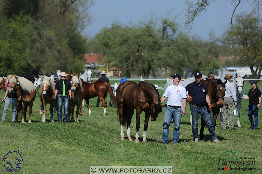 Kladruby 2018 - veterinární přejímka