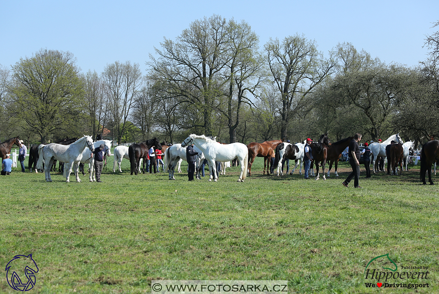 Kladruby 2018 - veterinární přejímka