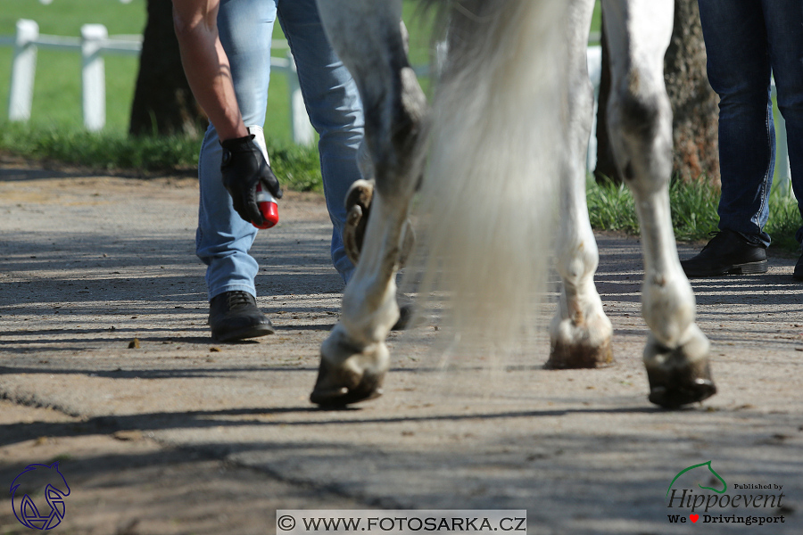 Kladruby 2018 - veterinární přejímka