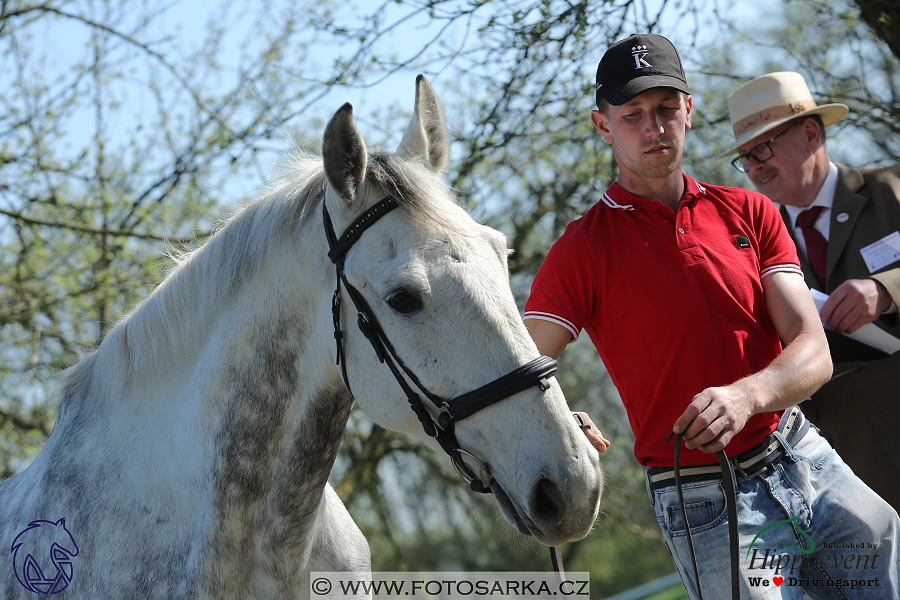 Kladruby 2018 - veterinární přejímka