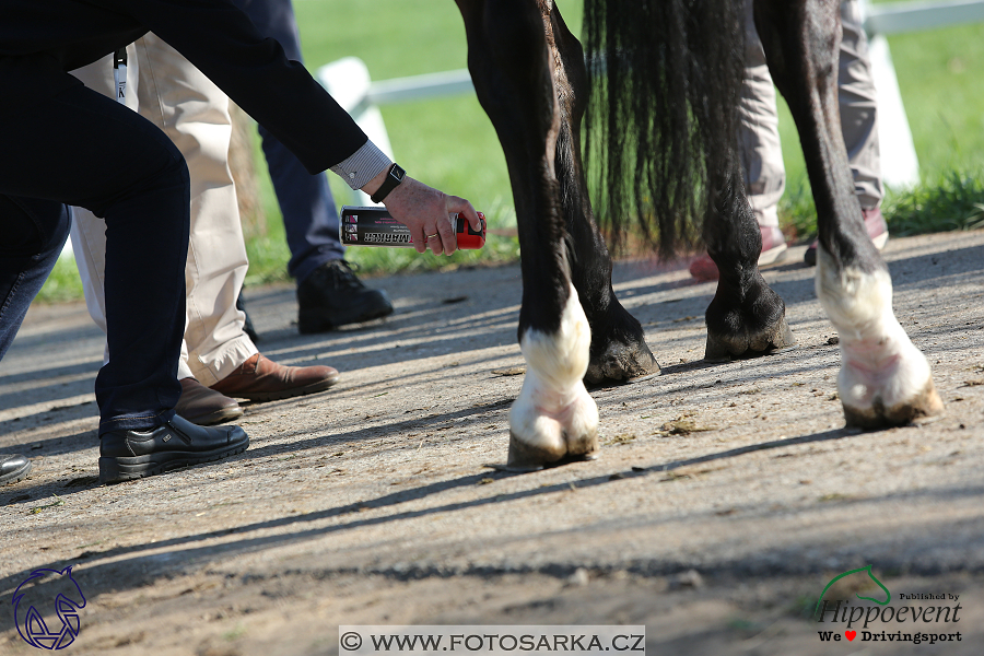 Kladruby 2018 - veterinární přejímka