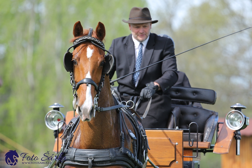 Kladruby 2019 - čtvrtek + pátek - drezury