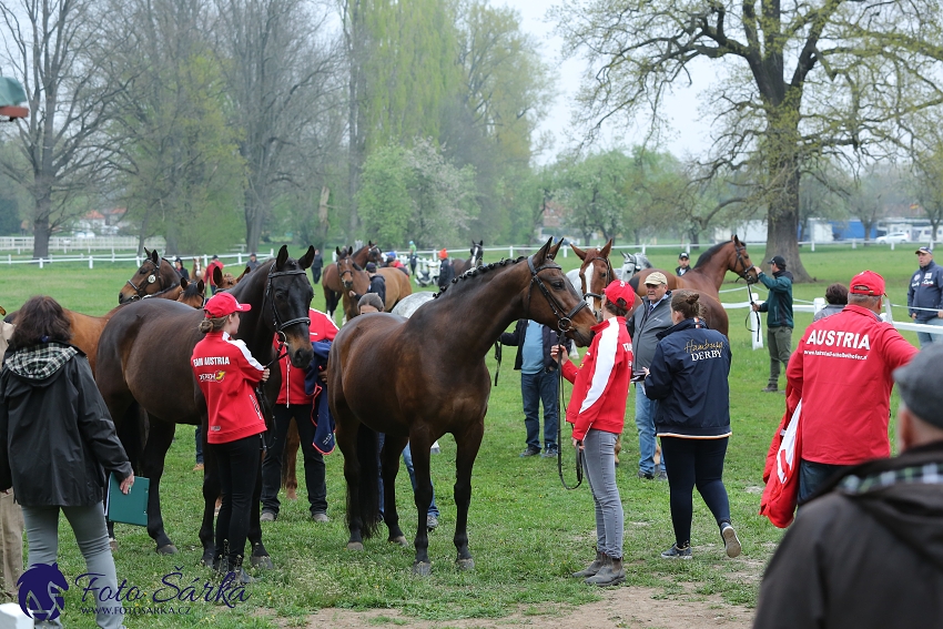 Kladruby 2019 - středa