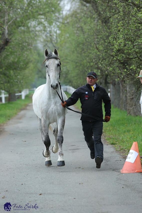 Kladruby 2019 - středa