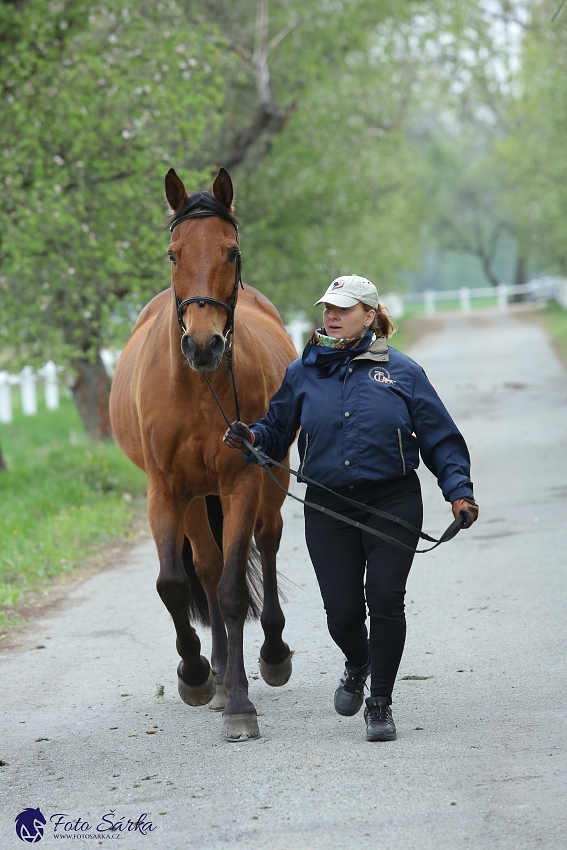 Kladruby 2019 - středa